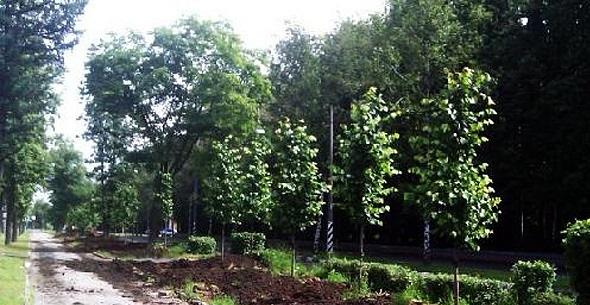 Moscow is One of the Greenest Cities in the World