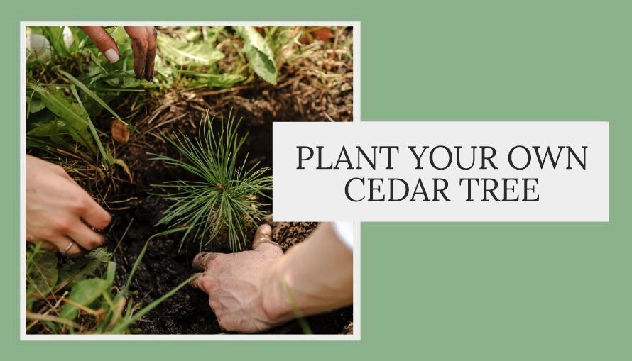 Plant your own Cedar tree. Instruction MegreLLC