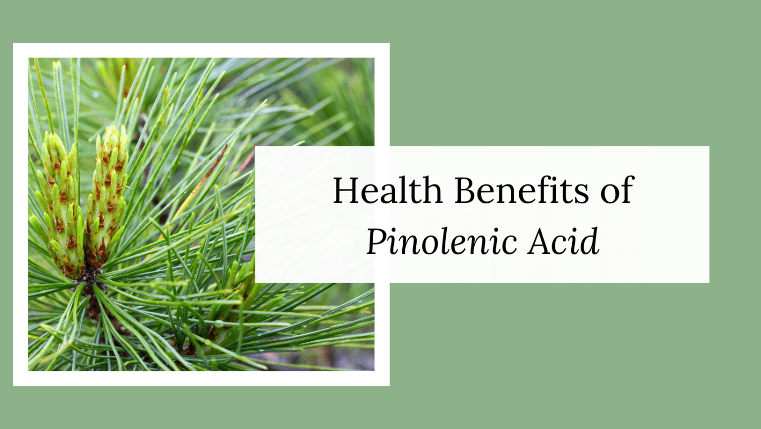 Health Benefits of Pinolenic Acid - MegreLLC