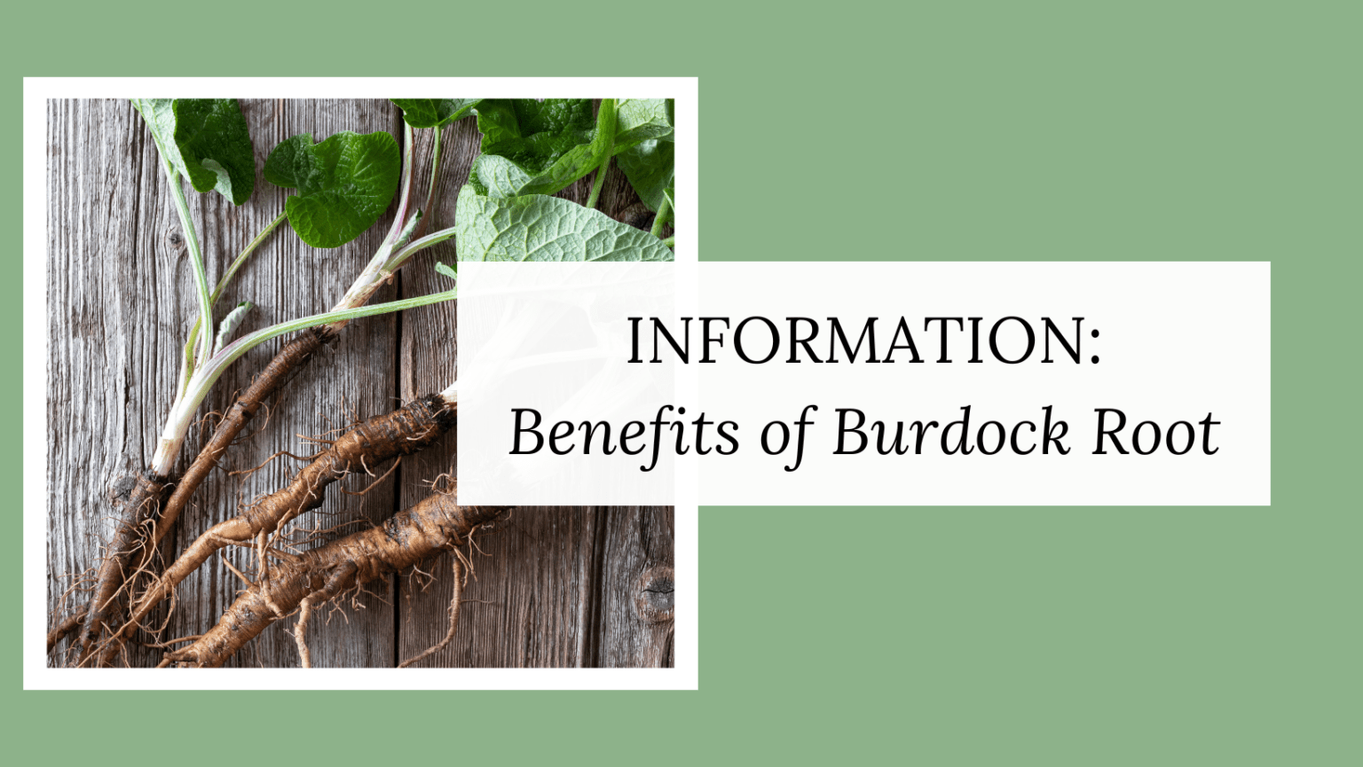 The Benefits of Burdock Root MegreLLC